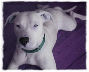 Pitbull 8