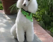 Poodle 1