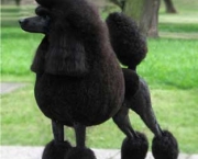 Poodle 3