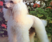 Poodle 12