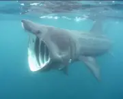 por-que-os-tubaroes-nos-atacam-3