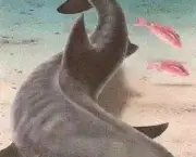 por-que-os-tubaroes-nos-atacam-2