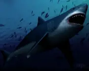 por-que-os-tubaroes-nos-atacam-5