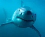 por-que-os-tubaroes-nos-atacam-4
