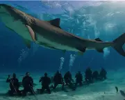 por-que-os-tubaroes-nos-atacam-5