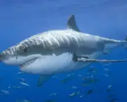 por-que-os-tubaroes-nos-atacam-6
