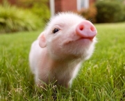 filhote-porco-eusemqualidadesblog