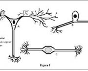 propriedades-da-homeostase-1