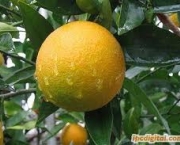 propriedades-da-laranja-1