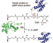 proteina-wnt-1