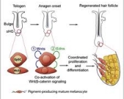 proteina-wnt-2