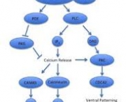 proteina-wnt-4