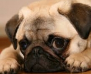 pug-3