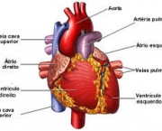 quais-desvantagens-do-colesterol-3