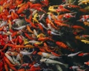 qual-a-duracao-desse-procedimento-para-os-peixes-1