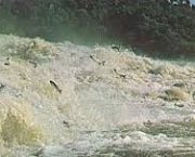 qual-a-duracao-desse-procedimento-para-os-peixes-2