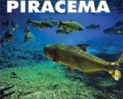 qual-a-duracao-desse-procedimento-para-os-peixes-3