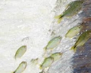 qual-a-duracao-desse-procedimento-para-os-peixes-5