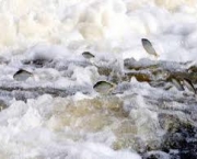 qual-a-duracao-desse-procedimento-para-os-peixes-6