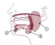 qual-producao-diaria-de-saliva-1
