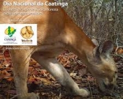 quando-e-o-dia-nacional-da-caatinga-5