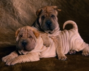 raca-shar-pei-1