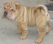 raca-shar-pei-10