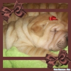 raca-shar-pei-11