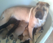 raca-shar-pei-12