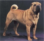 raca-shar-pei-13