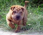 raca-shar-pei-14