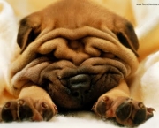 raca-shar-pei-15