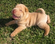 raca-shar-pei-2