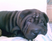 raca-shar-pei-4