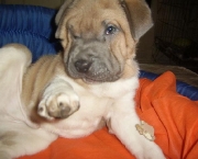 raca-shar-pei-6