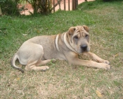 raca-shar-pei-8