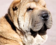 raca-shar-pei-9