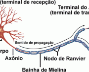 regeneracao-de-neuronios-premia-cientistas-1