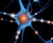 regeneracao-de-neuronios-premia-cientistas-10