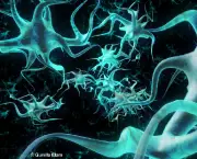 regeneracao-de-neuronios-premia-cientistas-11