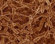 regeneracao-de-neuronios-premia-cientistas-9