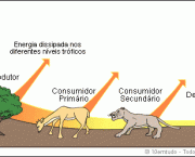 Relacao entre os Produtores Consumidores e Decompositores (1)