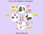 Relacao entre os Produtores Consumidores e Decompositores (1)