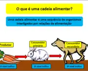 Relacao entre os Produtores Consumidores e Decompositores (1)