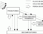 Relacao entre os Produtores Consumidores e Decompositores (2)