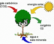 Relacao entre os Produtores Consumidores e Decompositores (3)