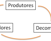 Relacao entre os Produtores Consumidores e Decompositores (3)