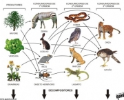 Relacao entre os Produtores Consumidores e Decompositores (6)