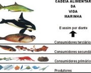 Relacao entre os Produtores Consumidores e Decompositores (8)