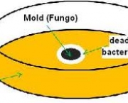 relato-de-fleming-descoberta-da-penicilina-7